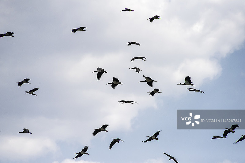 野生的阿布迪姆鹳图片素材