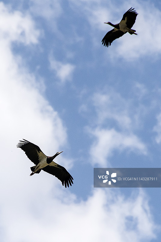野生的阿布迪姆鹳图片素材