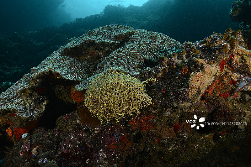 巨型篮星图片素材