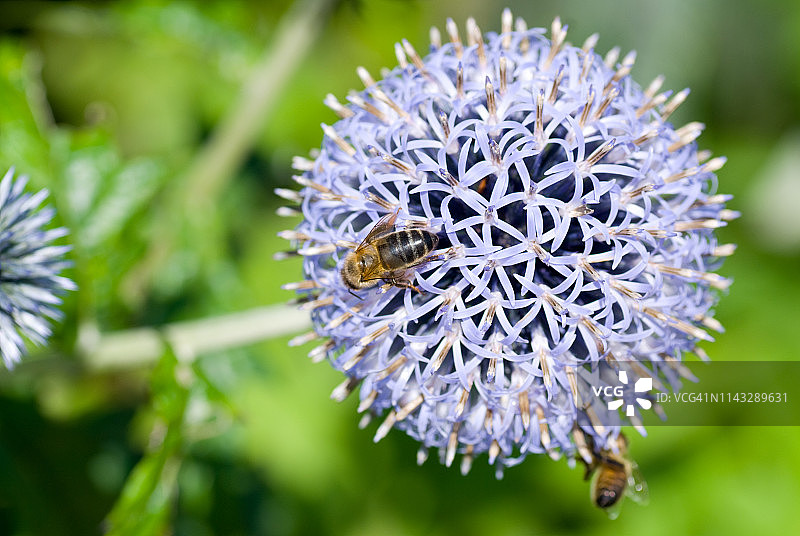 葱属植物花与蜜蜂图片素材