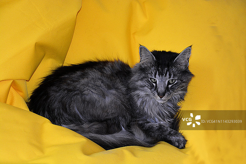 法国挪威森林猫肖像图片素材