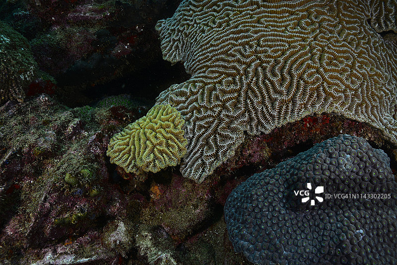 脑珊瑚竞争图片素材