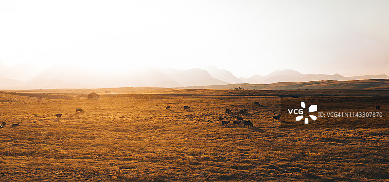 蒙大拿州奶牛航拍图片素材