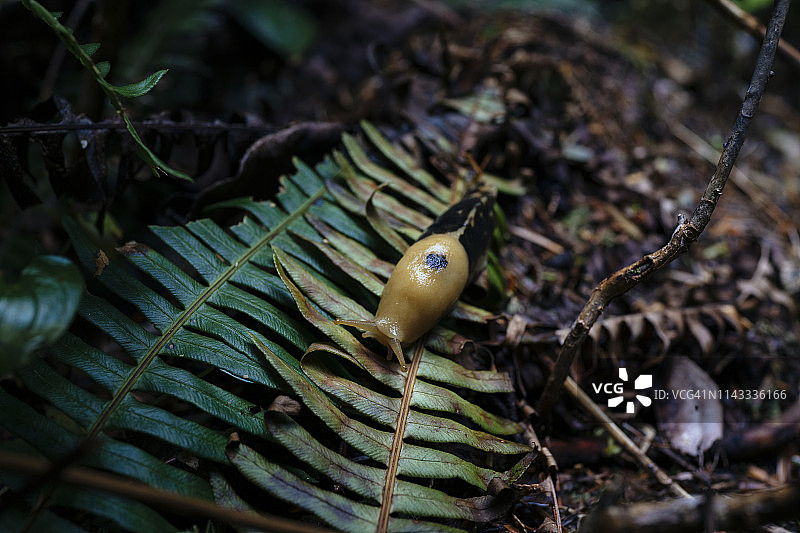 俯视视角：森林树叶上的香蕉蛞蝓图片素材
