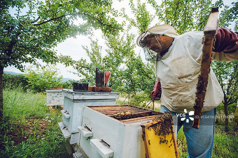 养蜂人采集蜂蜜图片素材