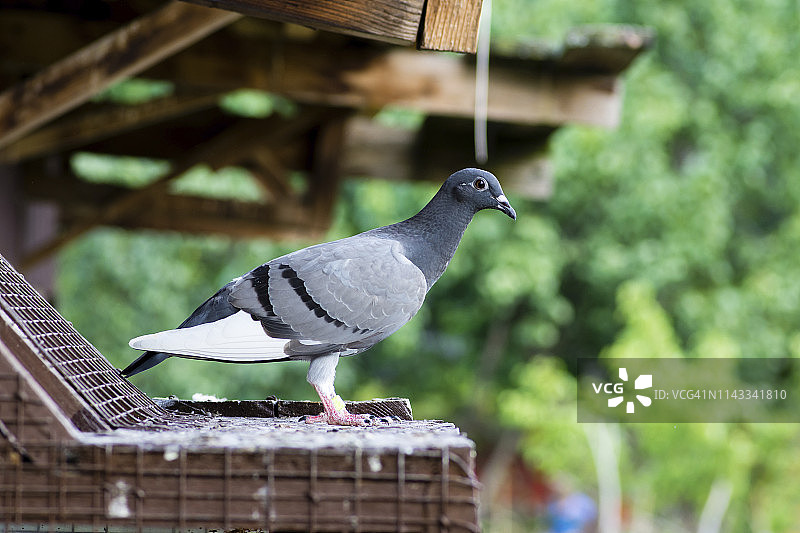 栖息在鸟舍上的信鸽侧视图图片素材