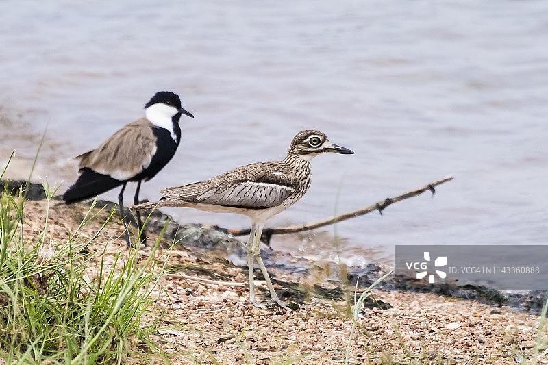 凤头麦鸡和鸨图片素材