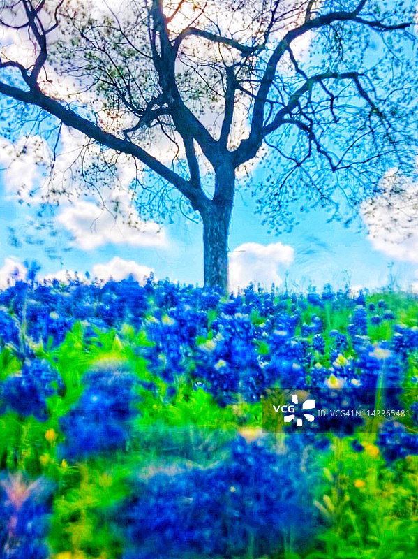 德克萨斯州丘陵地带风光图片素材