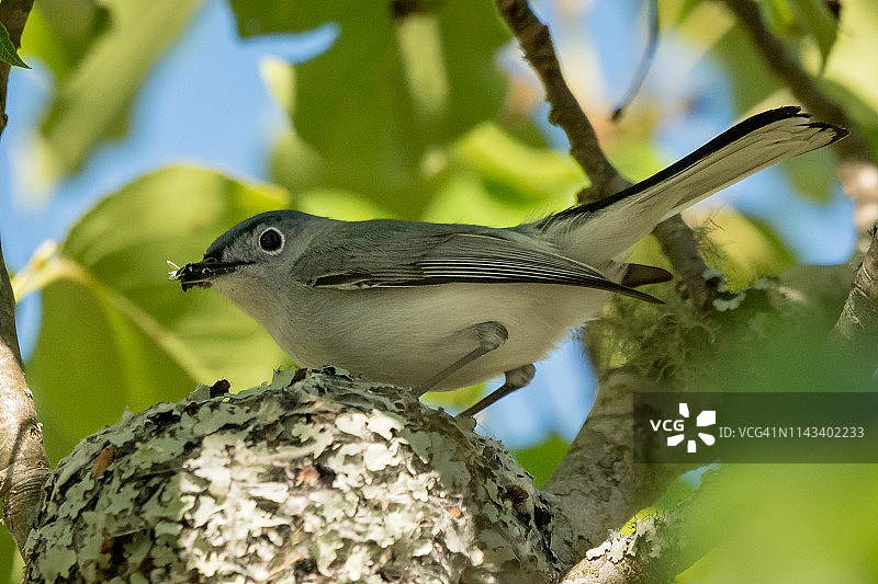 蓝色小嘲鸫筑巢图片素材
