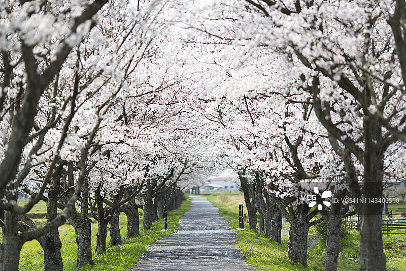 樱花树隧道图片素材