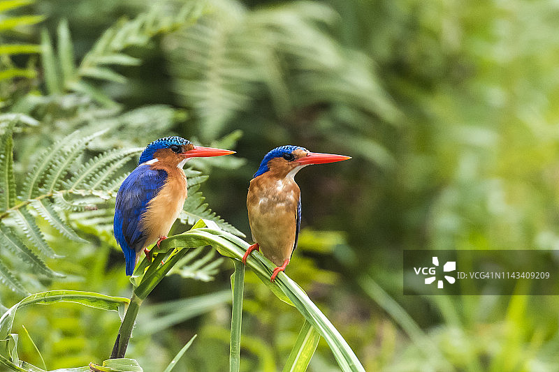 孔雀石翠鸟图片素材