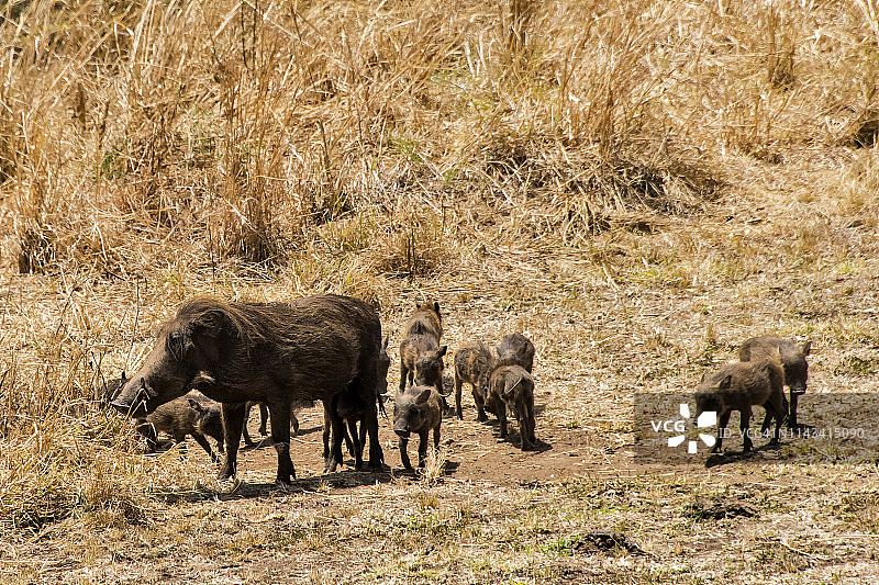 野生疣猪图片素材