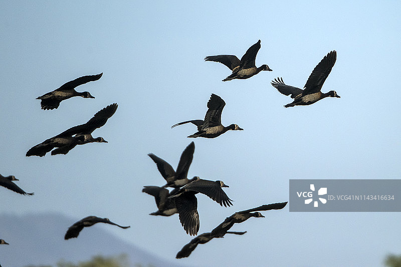 白脸啸鸭图片素材
