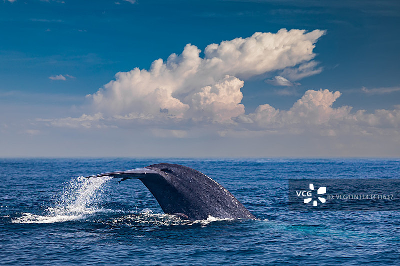 斯里兰卡海洋中的蓝鲸尾巴图片素材