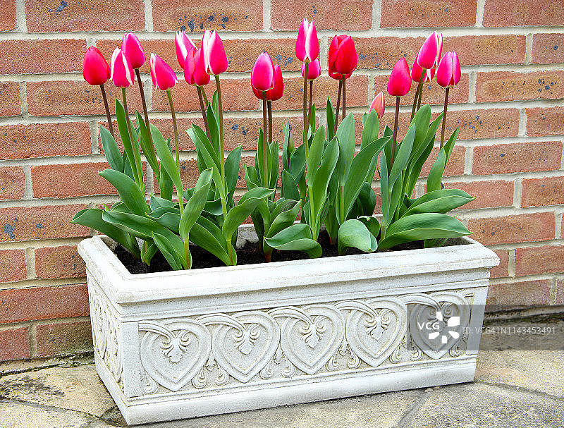 砖墙上装满红色郁金香的石槽图片素材