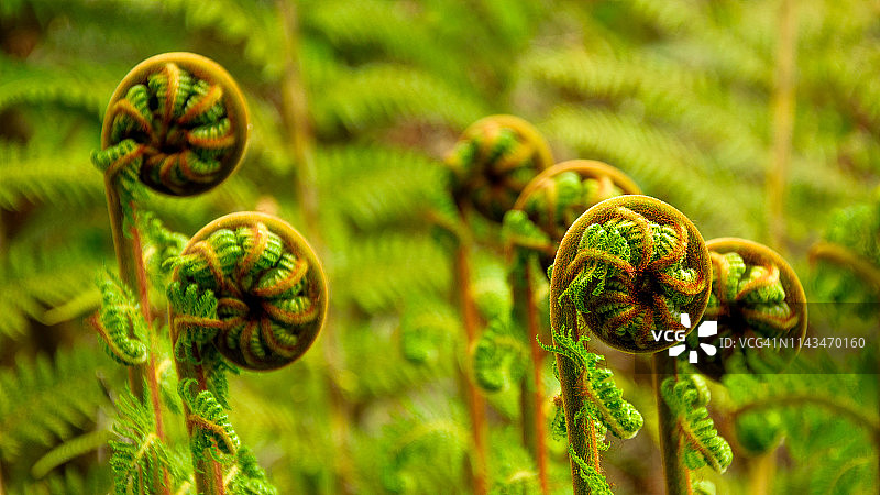 新西兰银蕨芽图片素材