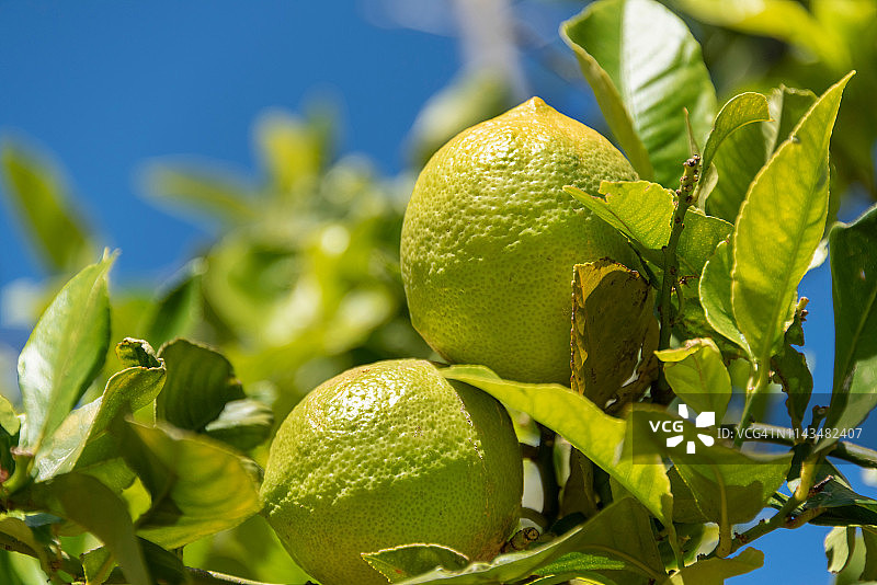 开普敦温伯格公园的查特农场图片素材