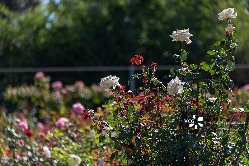 开普敦温伯格公园的查特农场图片素材