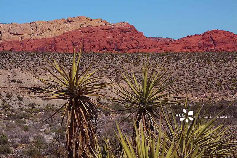 皂树丝兰（Yucca elata）和美国内华达州红岩峡谷国家保护区图片素材