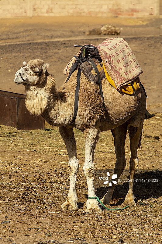 单峰骆驼，撒哈拉沙漠，梅尔祖卡，摩洛哥图片素材