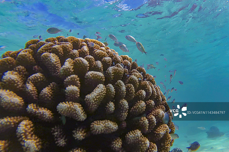 法属波利尼西亚，华欣岛的珊瑚和鱼群图片素材
