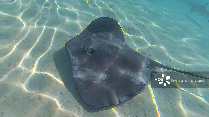 法属波利尼西亚塔哈岛浅海中游动的黄貂鱼图片素材