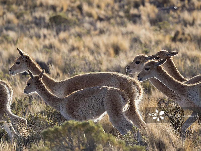 阿根廷奥尔诺卡尔山脉附近高原上的小羊驼群图片素材