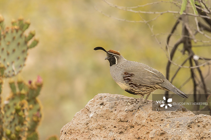 雄性冈贝尔鹌鹑，摄于美国亚利桑那州沙漠植物园图片素材