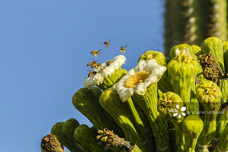 蜜蜂飞过巨人柱仙人掌（美国亚利桑那州萨比诺峡谷）图片素材