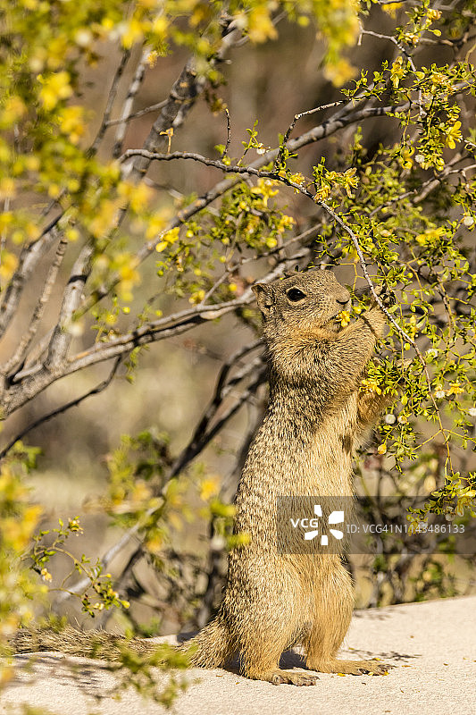 亚利桑那州索诺兰沙漠的岩松鼠以苦叶灌木花朵为食图片素材