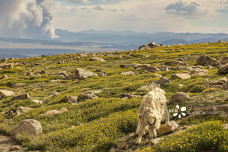 美国科罗拉多州埃文斯山上的山羊图片素材