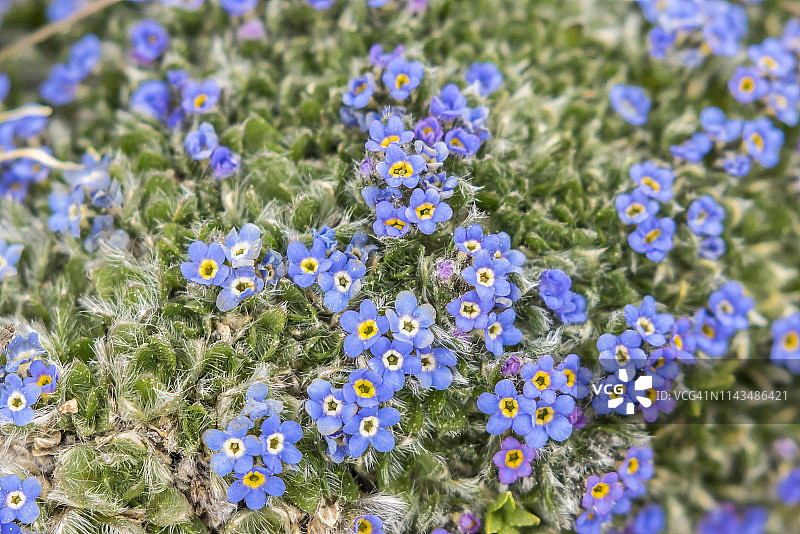 高山勿忘我花，美国科罗拉多州埃文斯山图片素材