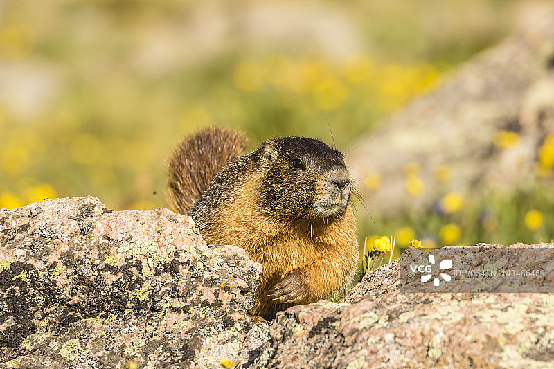 栖息在岩石上的黄腹旱獭，埃文斯山，科罗拉多州，美国图片素材