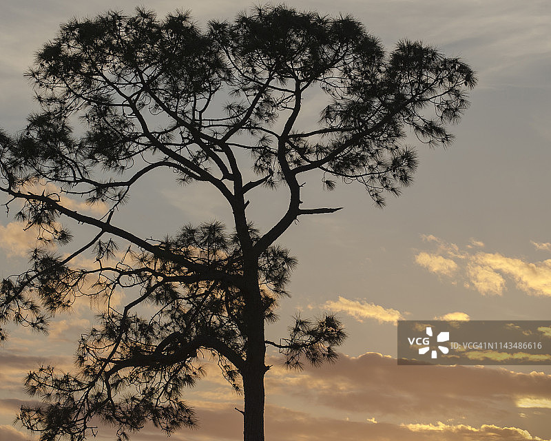 日落时分的美国佛罗里达州火炬松图片素材