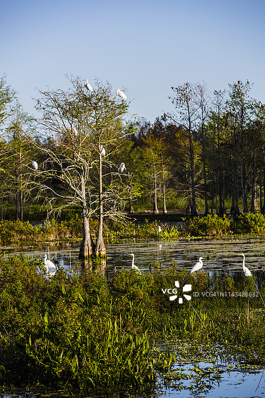 美国佛罗里达州棕榈滩湿地树上的白鹭图片素材