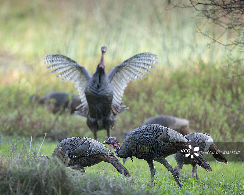 奥西奥拉野生火鸡的母鸡和公火鸡，美国佛罗里达州米亚卡河州立公园图片素材