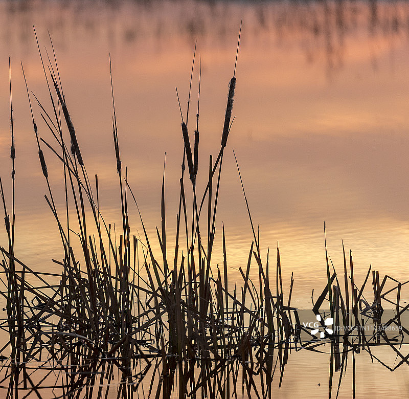日出时分，美国新墨西哥州博斯克德尔阿帕奇国家野生动物保护区的香蒲图片素材