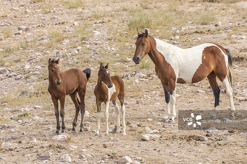 美国犹他州图埃勒县的野马母马和小马图片素材