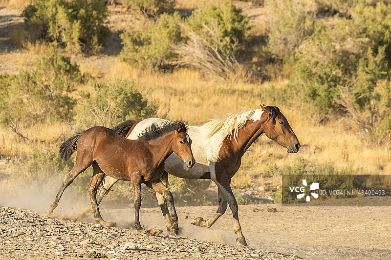 美国犹他州图埃勒县奔跑的野生母马和小马图片素材