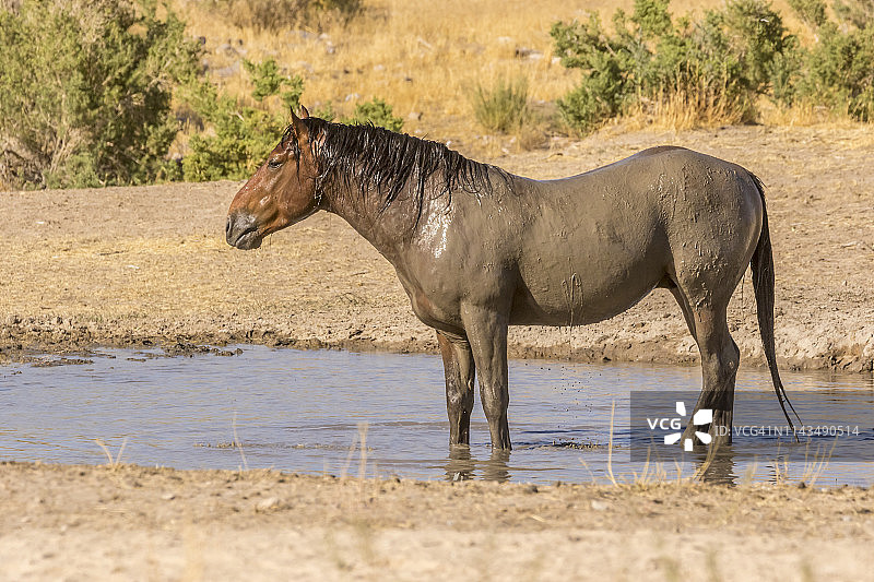 美国犹他州图埃勒县水坑边的野马图片素材