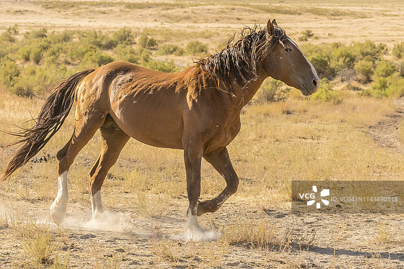 美国犹他州图埃勒县奔跑的野马图片素材