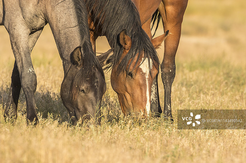 美国犹他州图埃勒县的野马图片素材