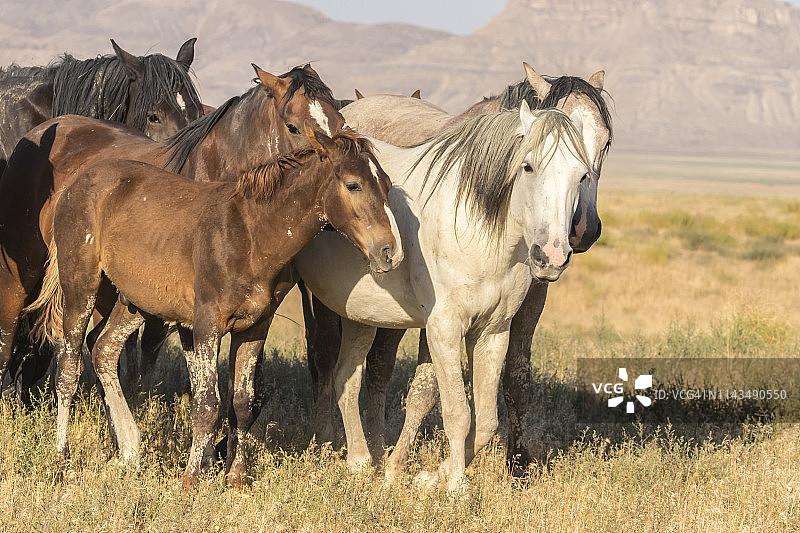 美国犹他州图埃勒县的野马图片素材