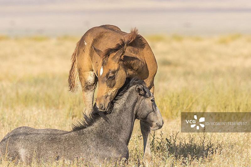 美国犹他州图埃勒县的野马驹图片素材