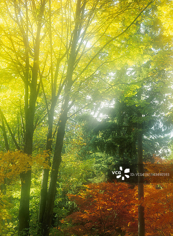 华盛顿公园植物园迷雾中的彩色树木，位于美国华盛顿州西雅图图片素材