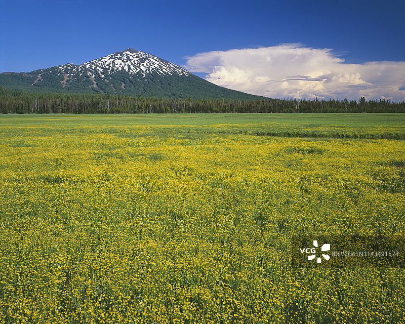 美国俄勒冈州迪舒特斯国家森林公园斯帕克斯湖附近湿草甸中，贝achelor山耸立于亚高山毛茛的广阔花丛之上图片素材