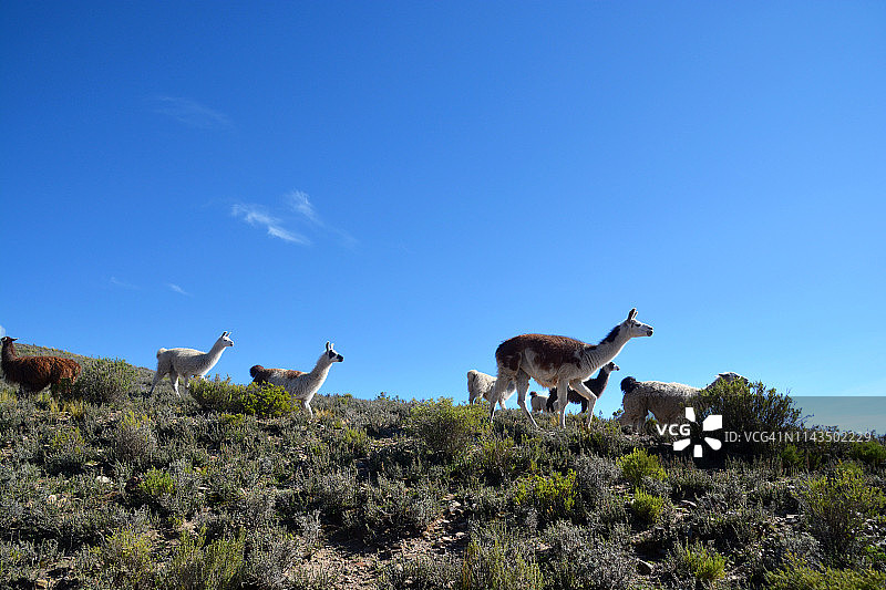 玻利维亚的美洲驼群图片素材