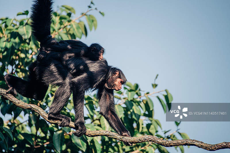 背着幼崽在藤蔓上行走的蜘蛛猴图片素材