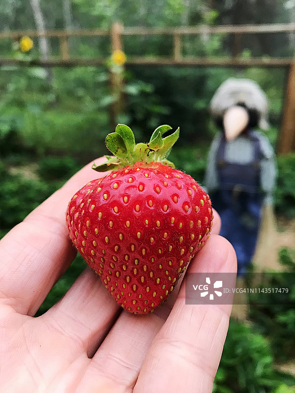 鲜嫩多汁的红草莓从我的乡村花园图片素材