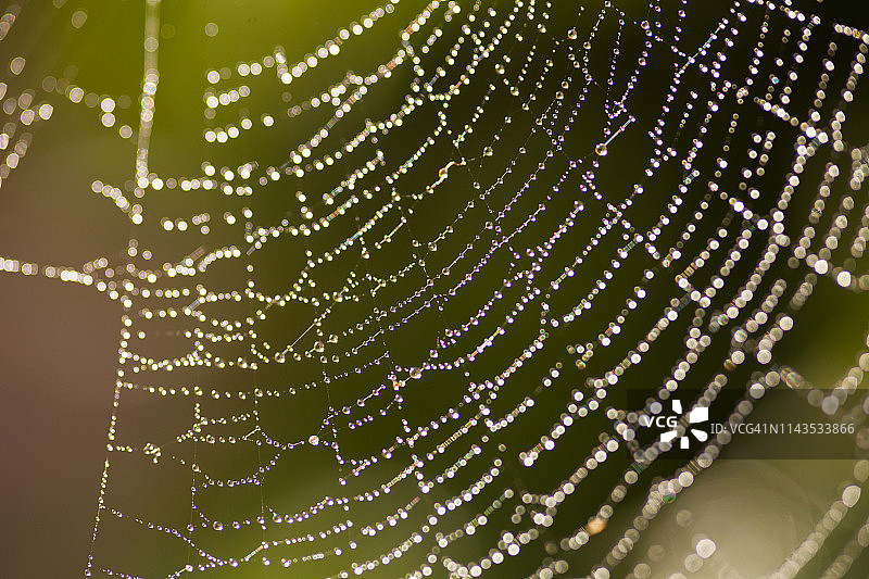 蜘蛛网的微距照片图片素材